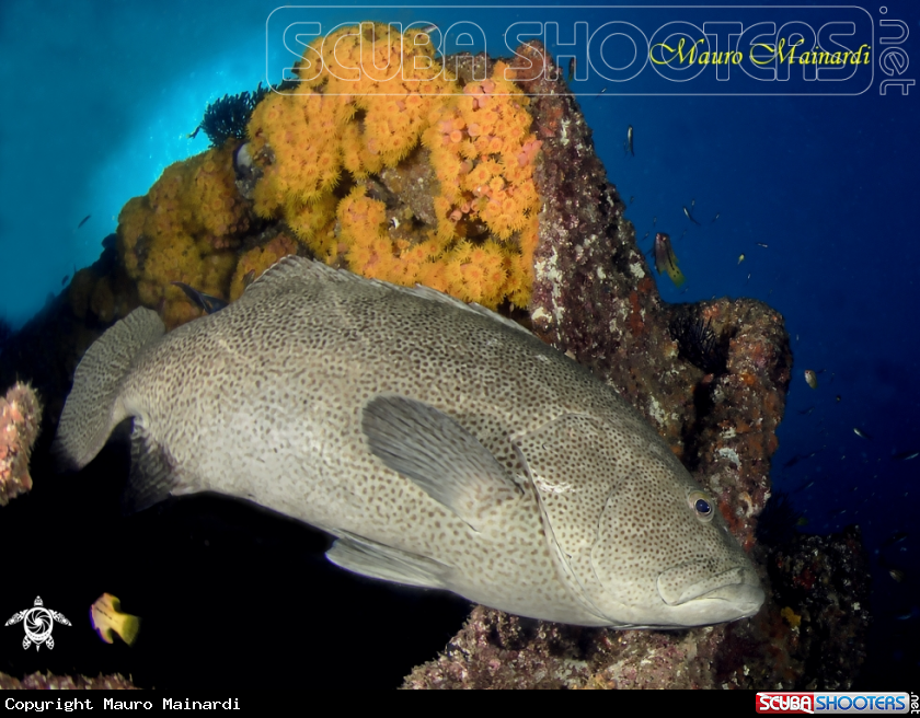 A Grouper