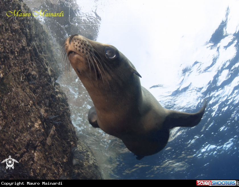 A Sealion
