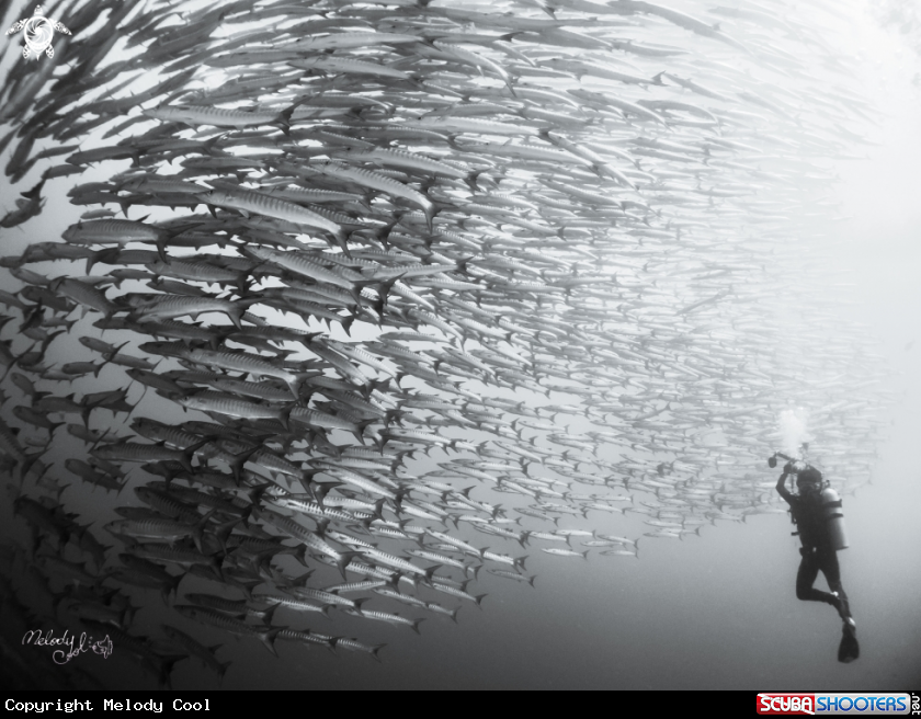 A Barracuda