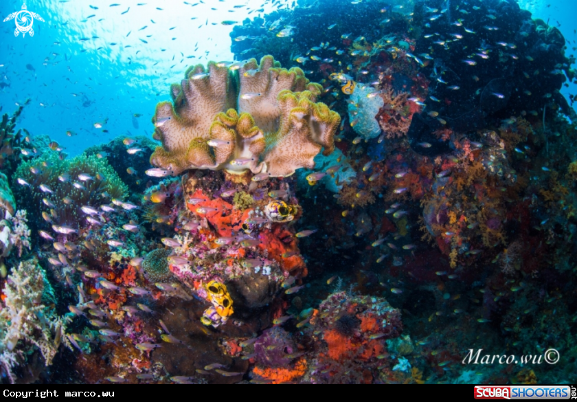 A Coral and fish