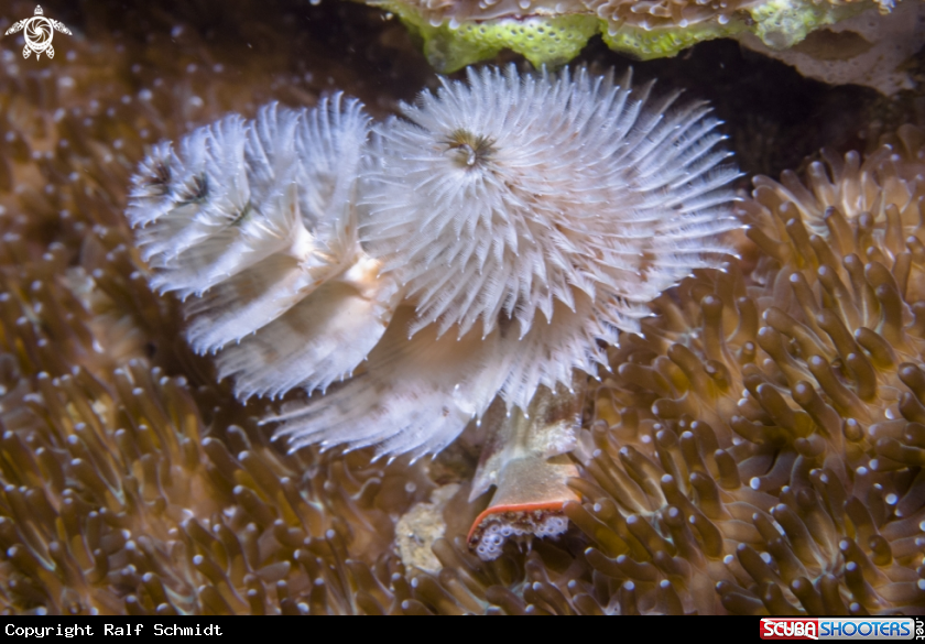 A Christmas tree worm
