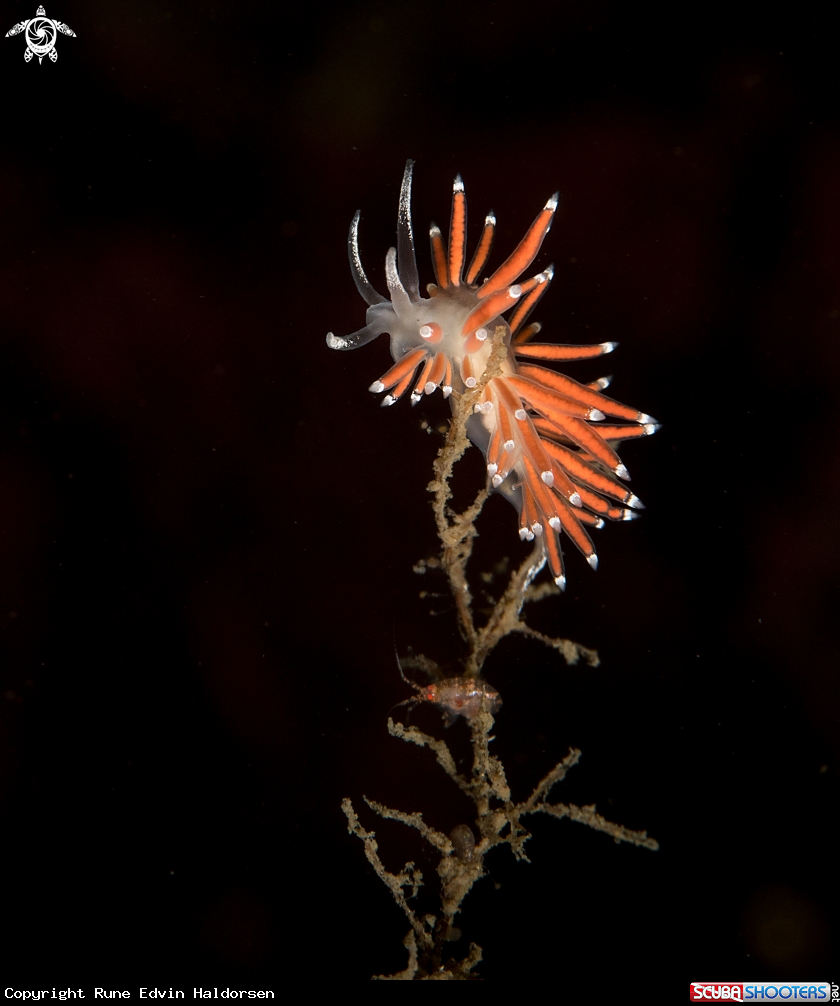 A Nudibranch