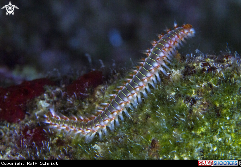 A worm
