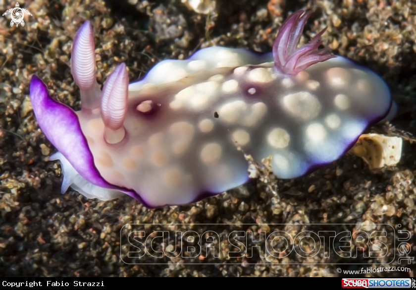 A underwater creature