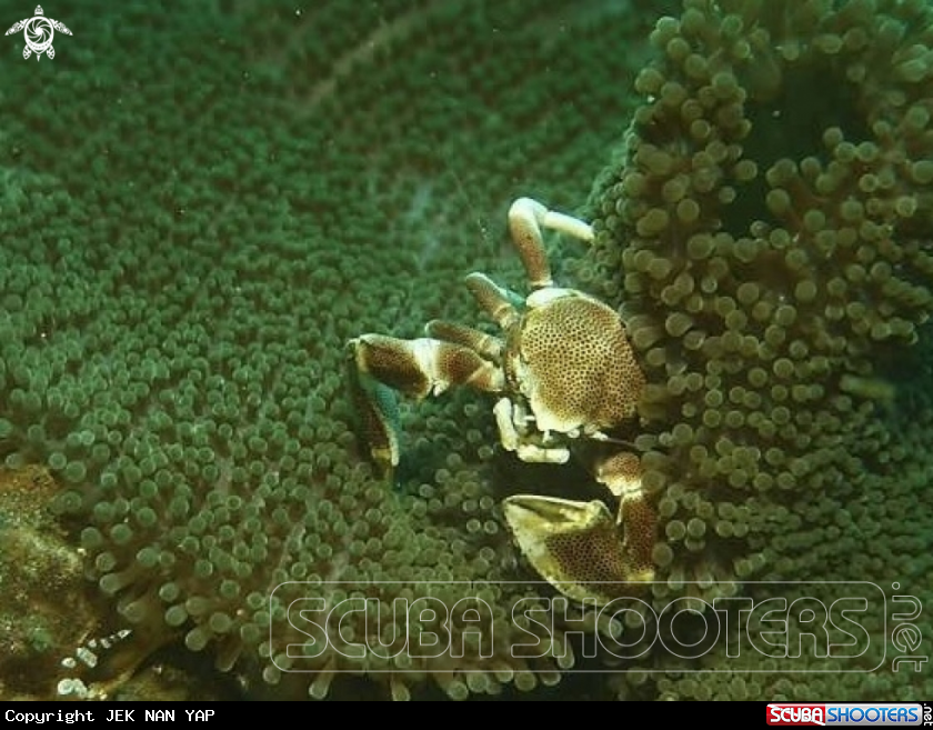 A Porcelain crab  