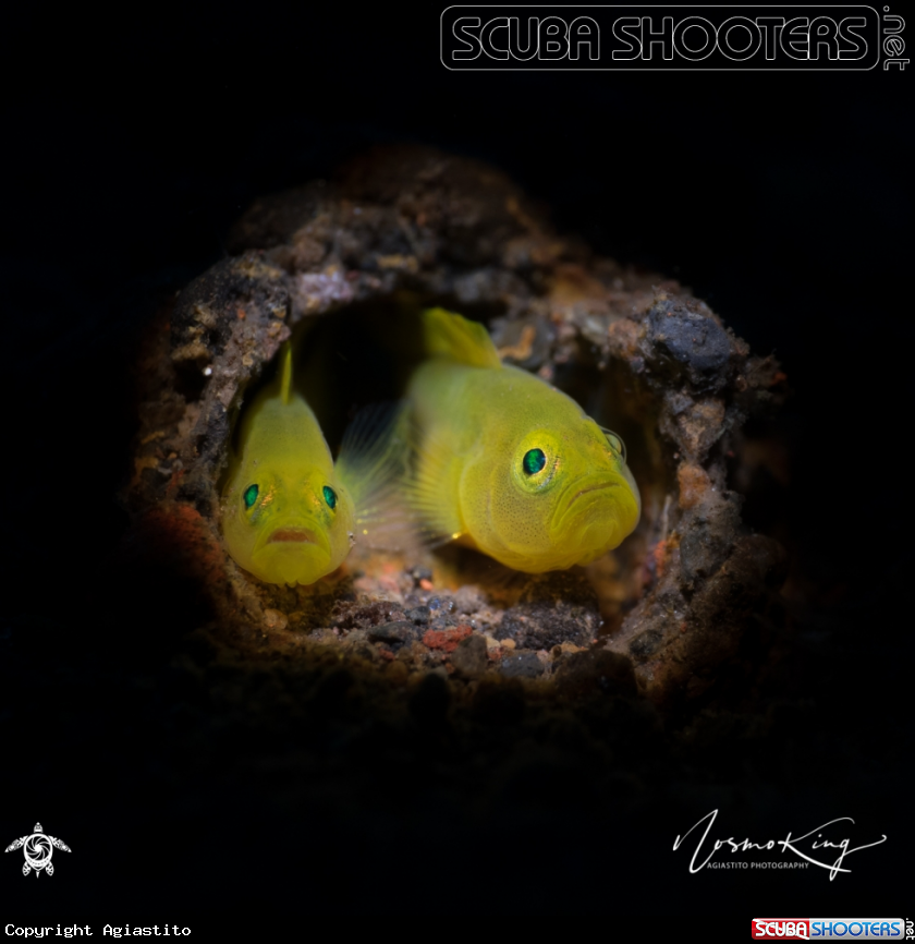 A Yellow Clown Goby