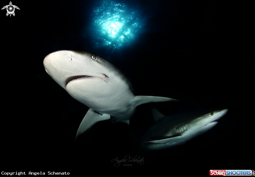 A Gray Reef Shark 