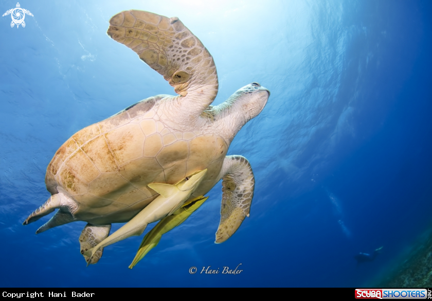 A Green turtle