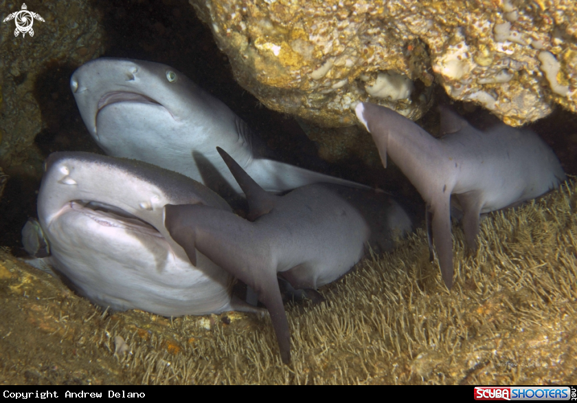 A Whitetip Sharks
