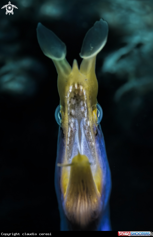 A The ribbon eel 