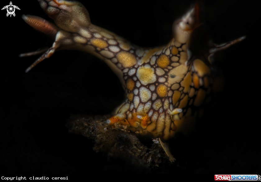 A Bornella