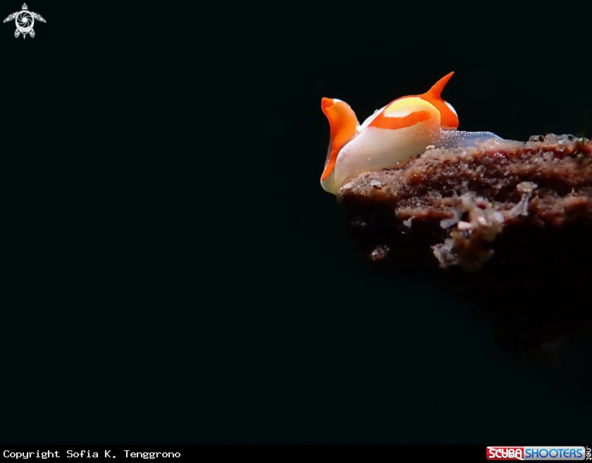 A Nudibranch