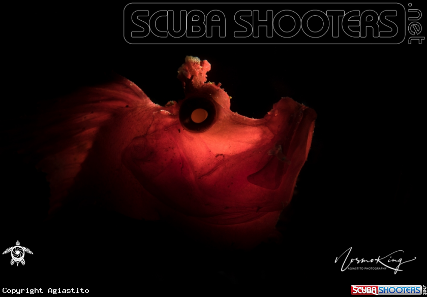 A Scorpionfish