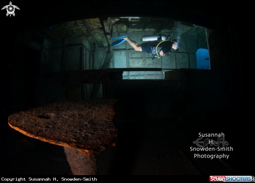 A Kittiwake Galley