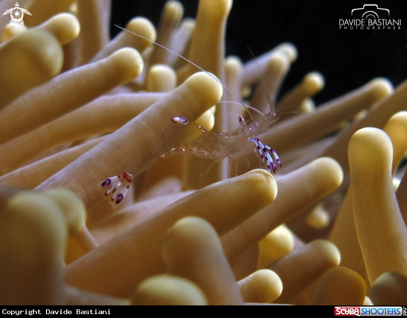 A Anemone Shrimp