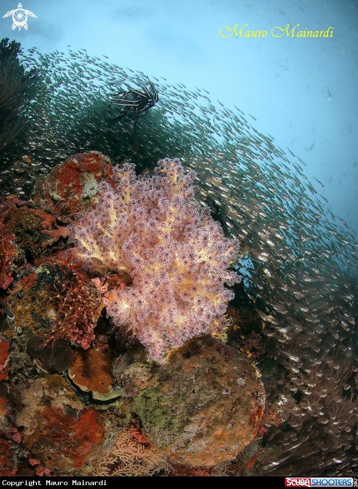 A Reef