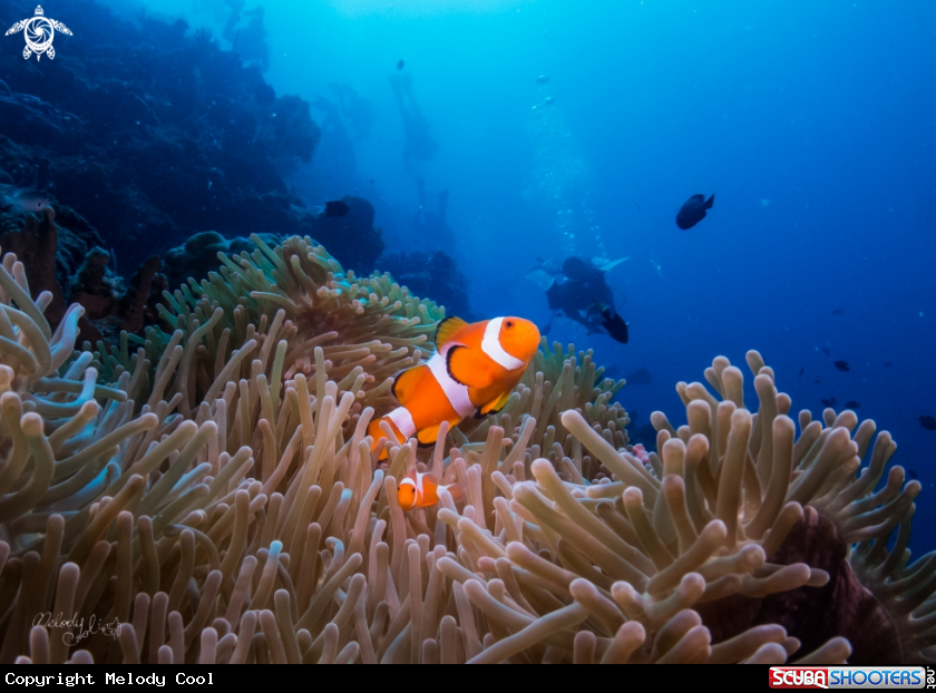 A nemo fish 