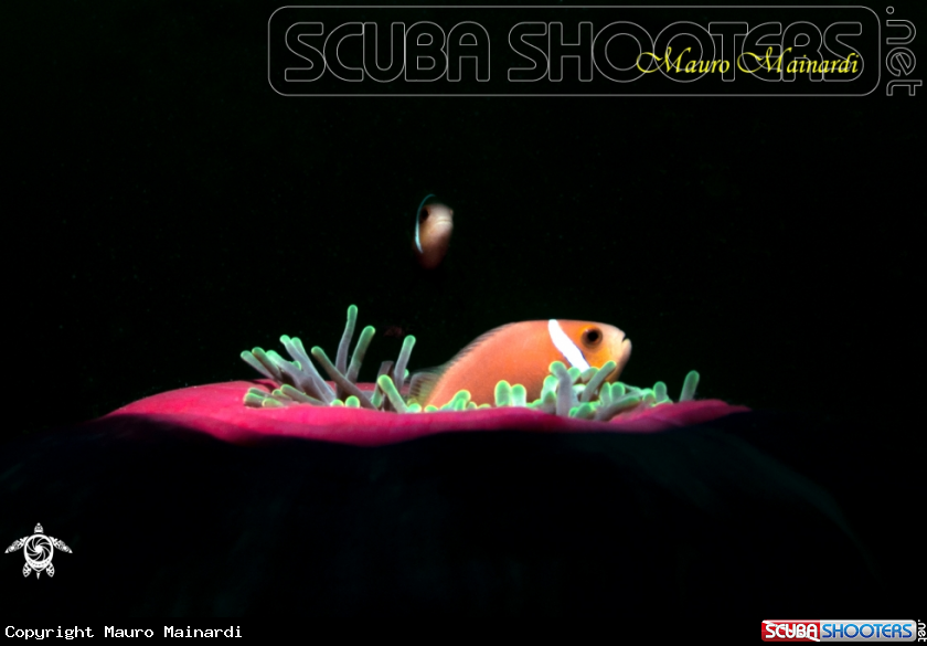 A Clownfish and anemone