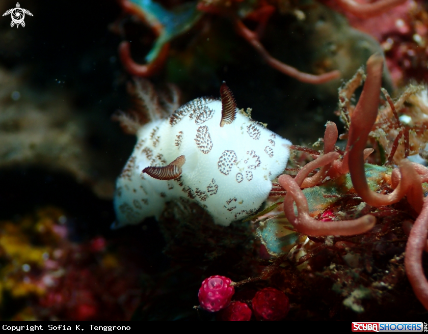 A Nudibranch