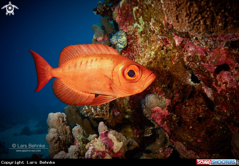 A Crescent-tail bigeye