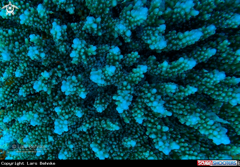 A Coral