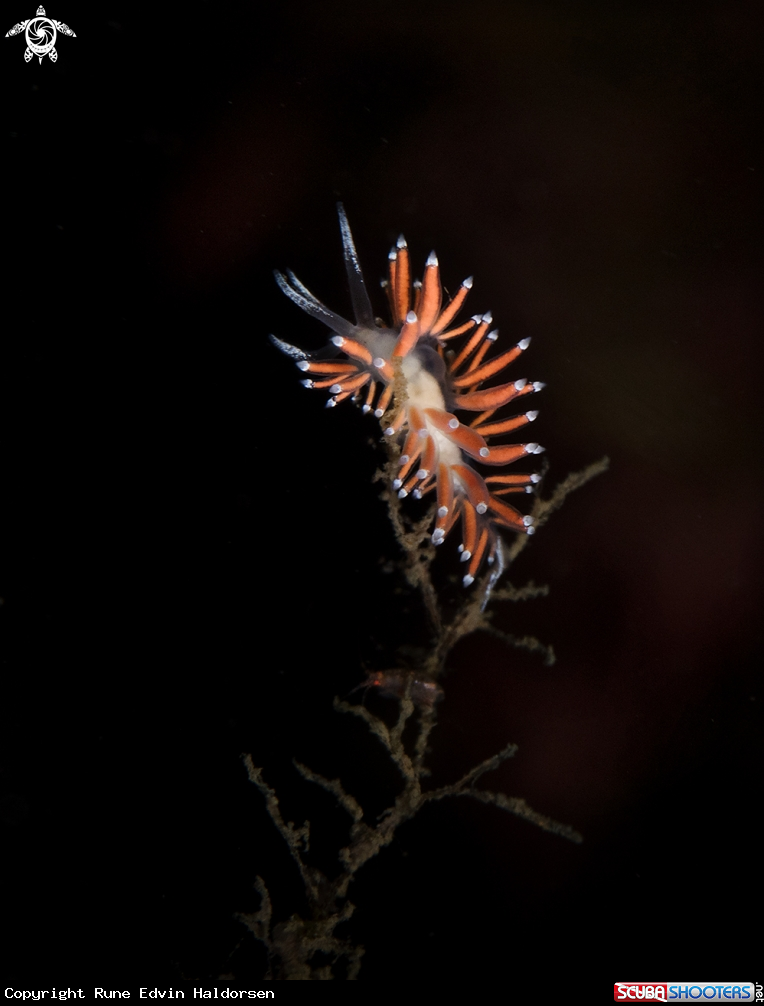 A Microclamylla Gracilis