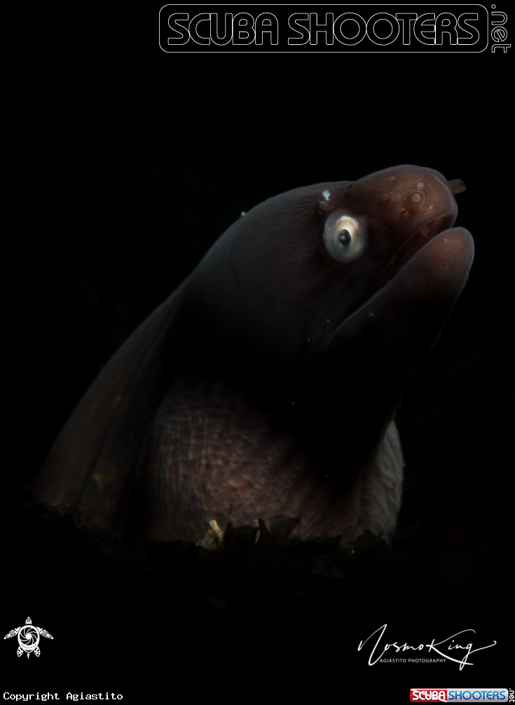 A Seychelles moray or the marbled reef-eel