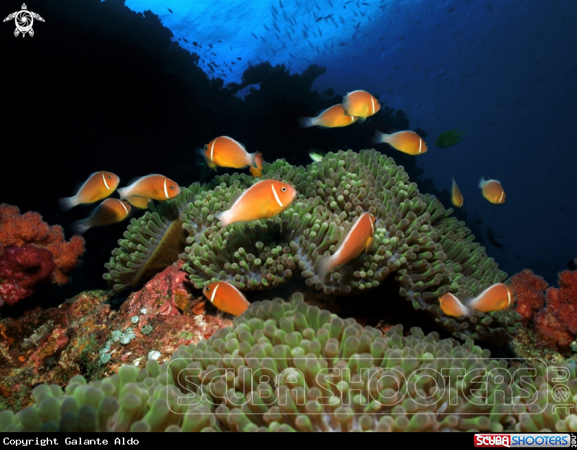 A Clownfish