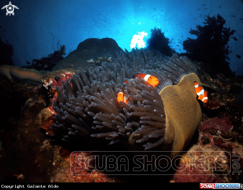 A Clownfish