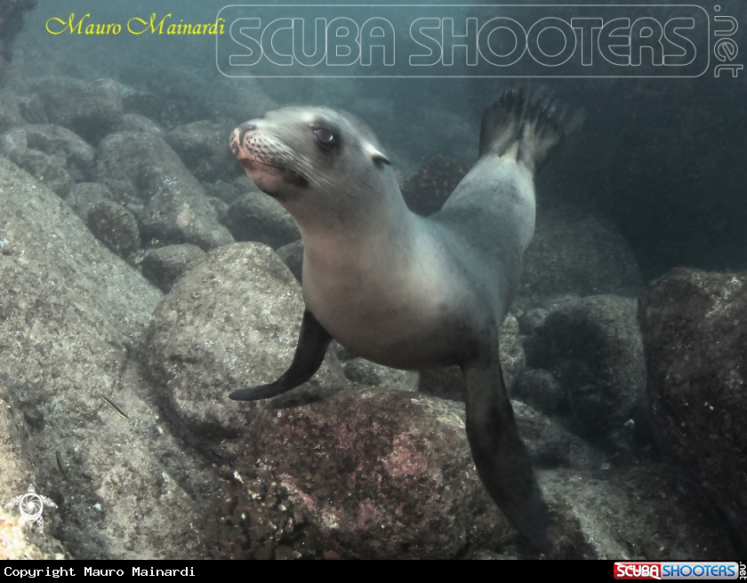 A Sealion