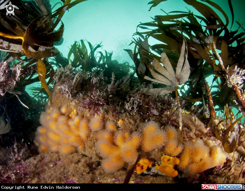 A Kelp and dead mans fingers