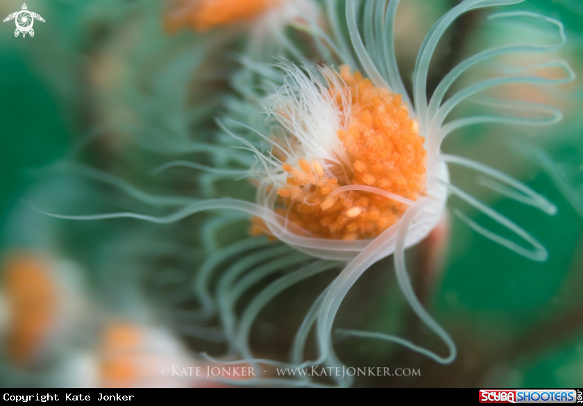 A Tubular Hydroid