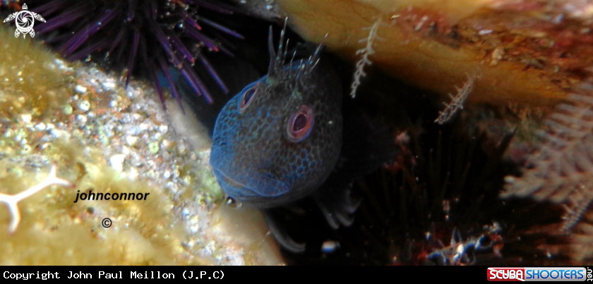A underwater creature