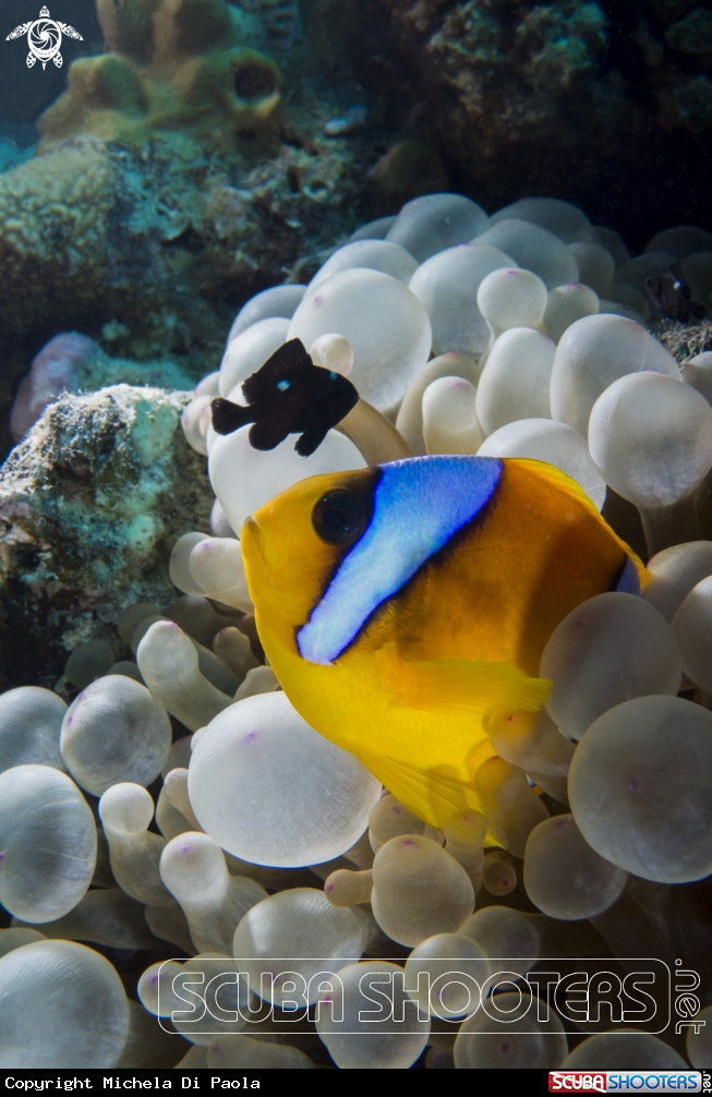 A Nemo
