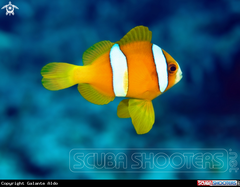 A Clownfish