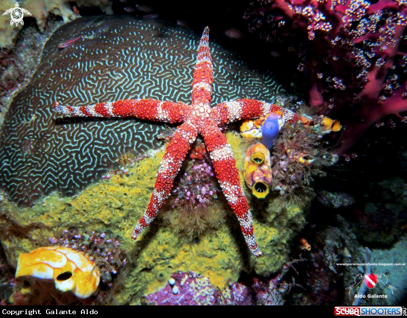 A Sea Star
