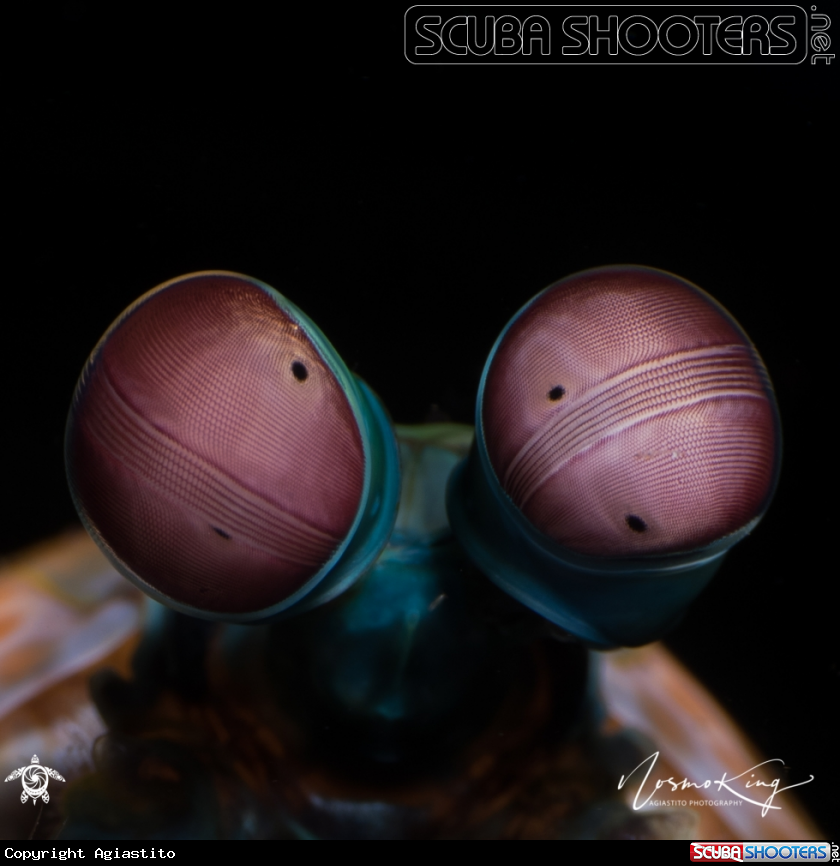 A Peacock Mantis Shrimps