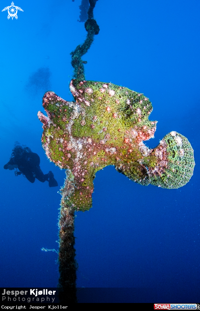A Frogfish