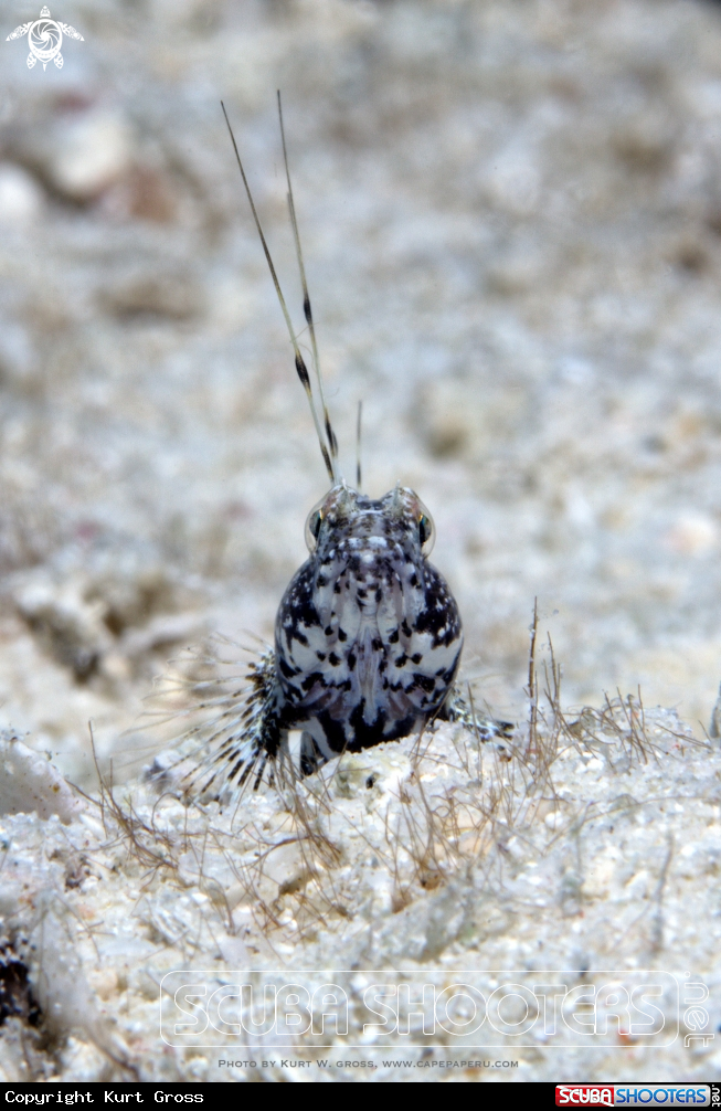 A Shrimp gobi