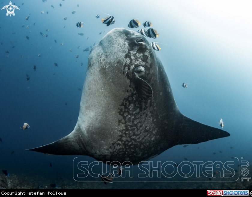 A Southern Ocean Sunfish