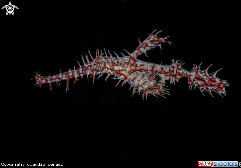A pipe ghost fish