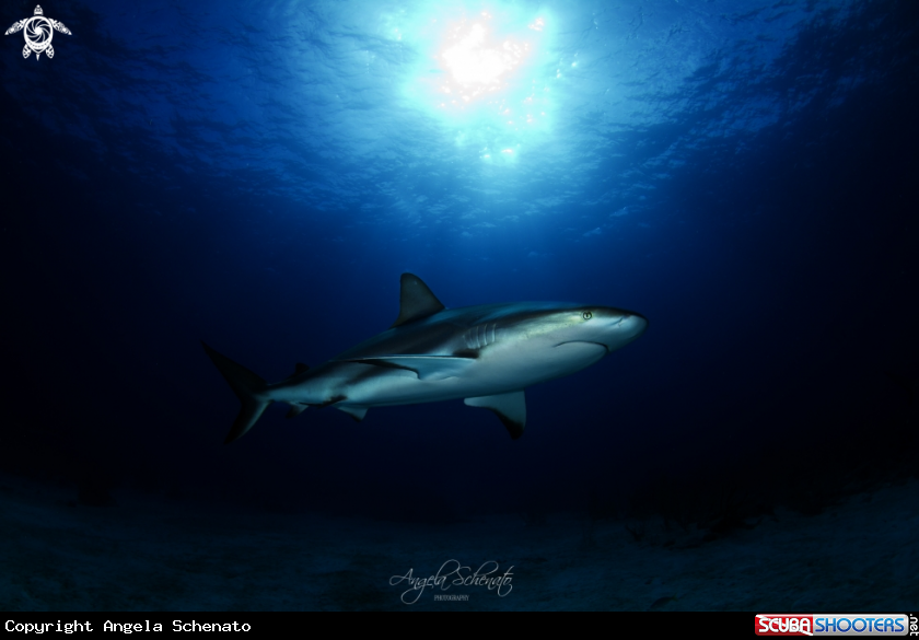 A Gray reef Shark