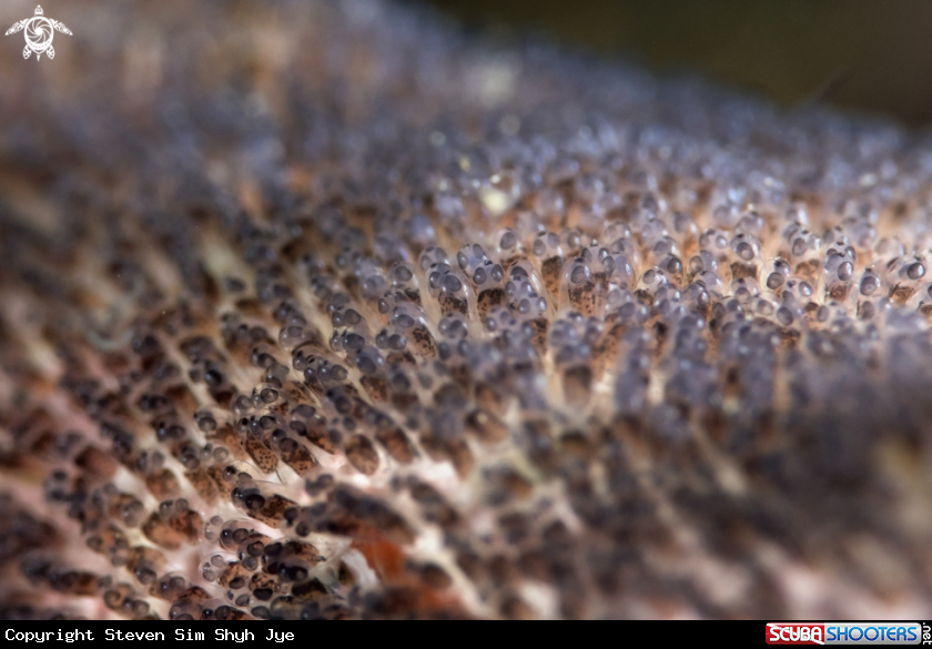A Damsel Eggs 