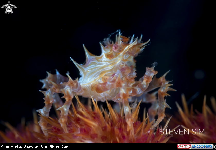 A Candy crab
