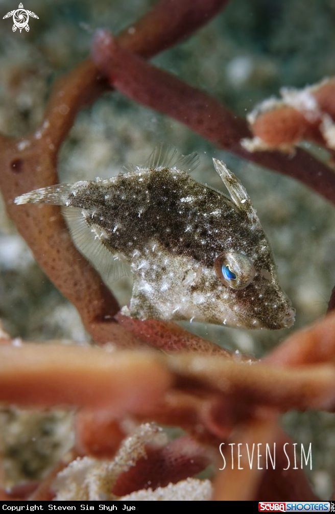 A File fish