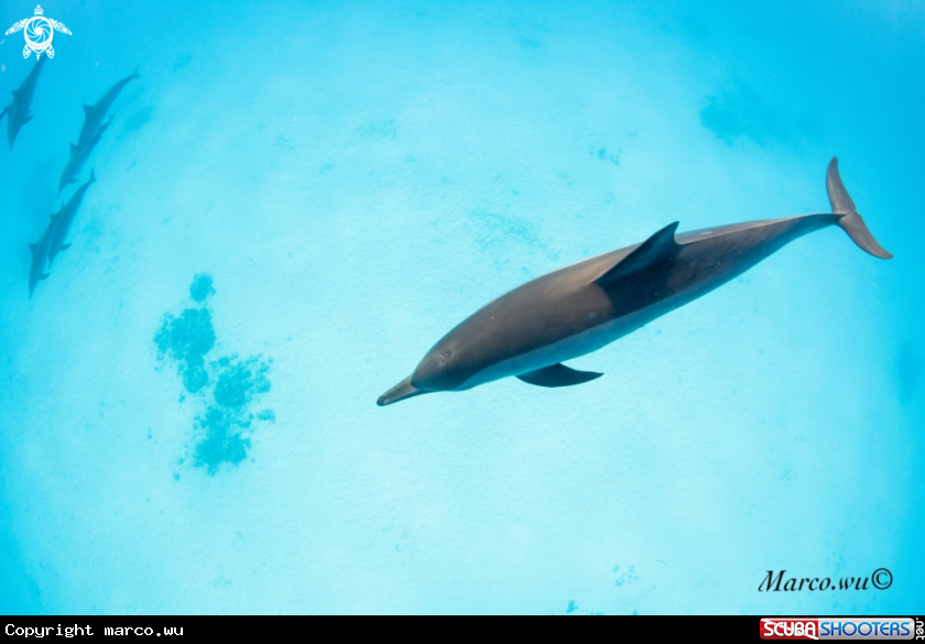 A Dolphin
