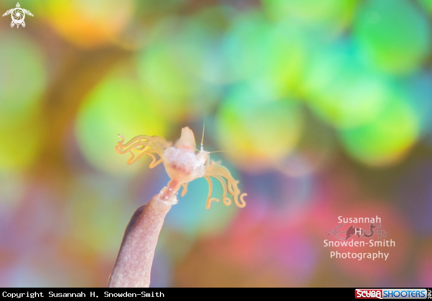 A Hydroid & Amphipod