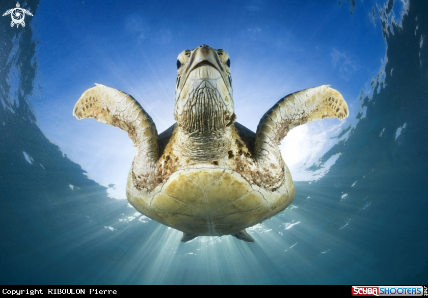 A Green turtle