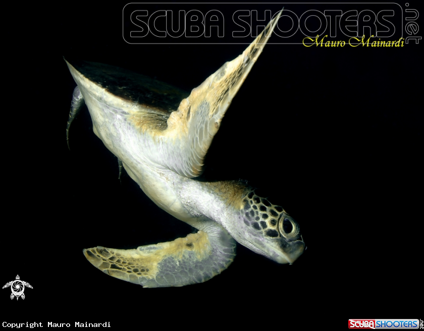 A Turtle