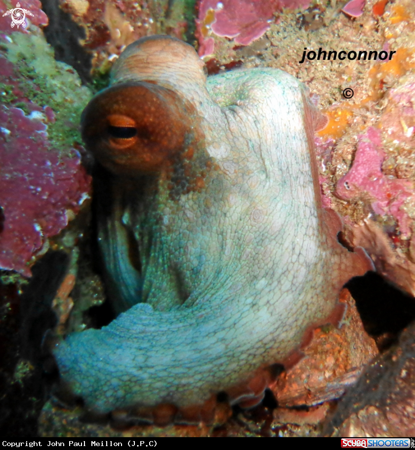 A underwater creature